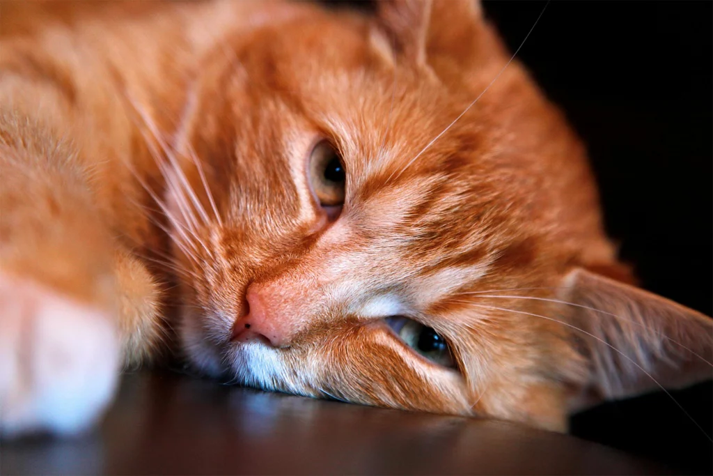chat fatigué