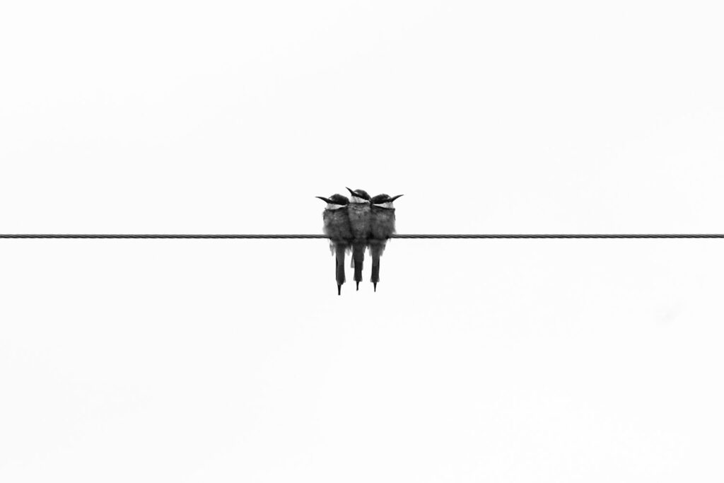 oiseaux sur un fil