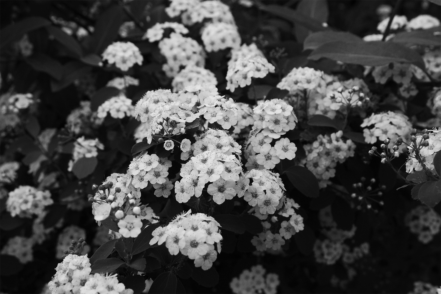 fleurs en noir et blanc