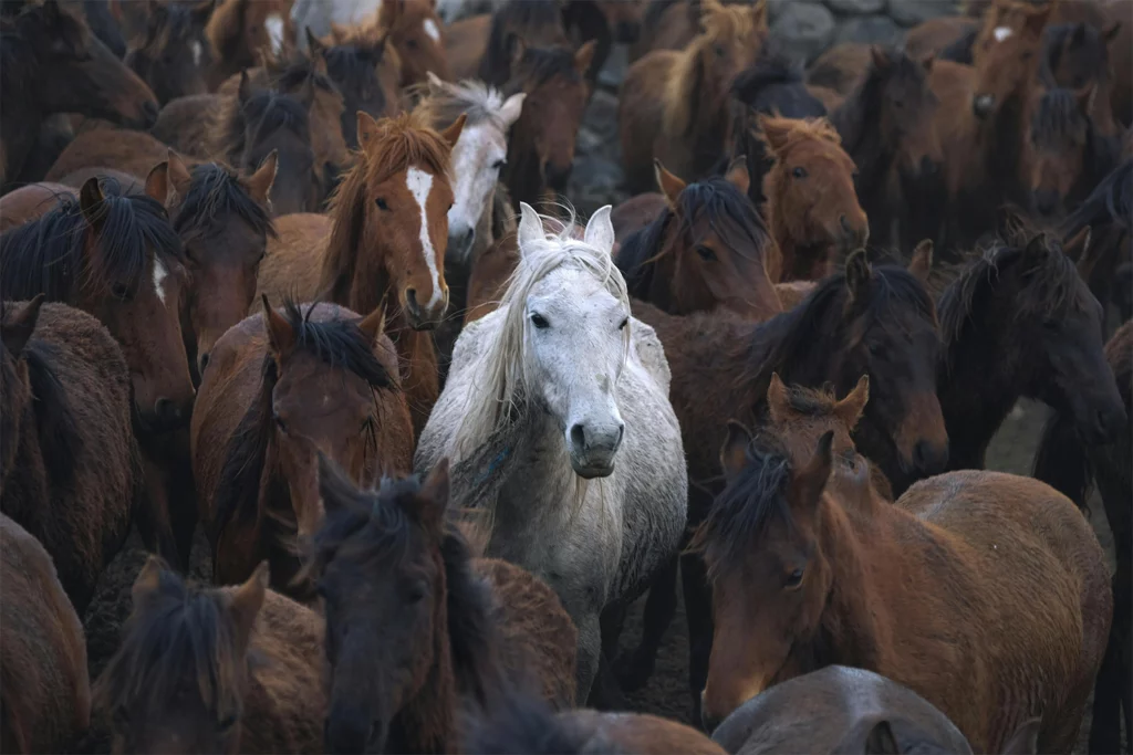 chevaux différenfs