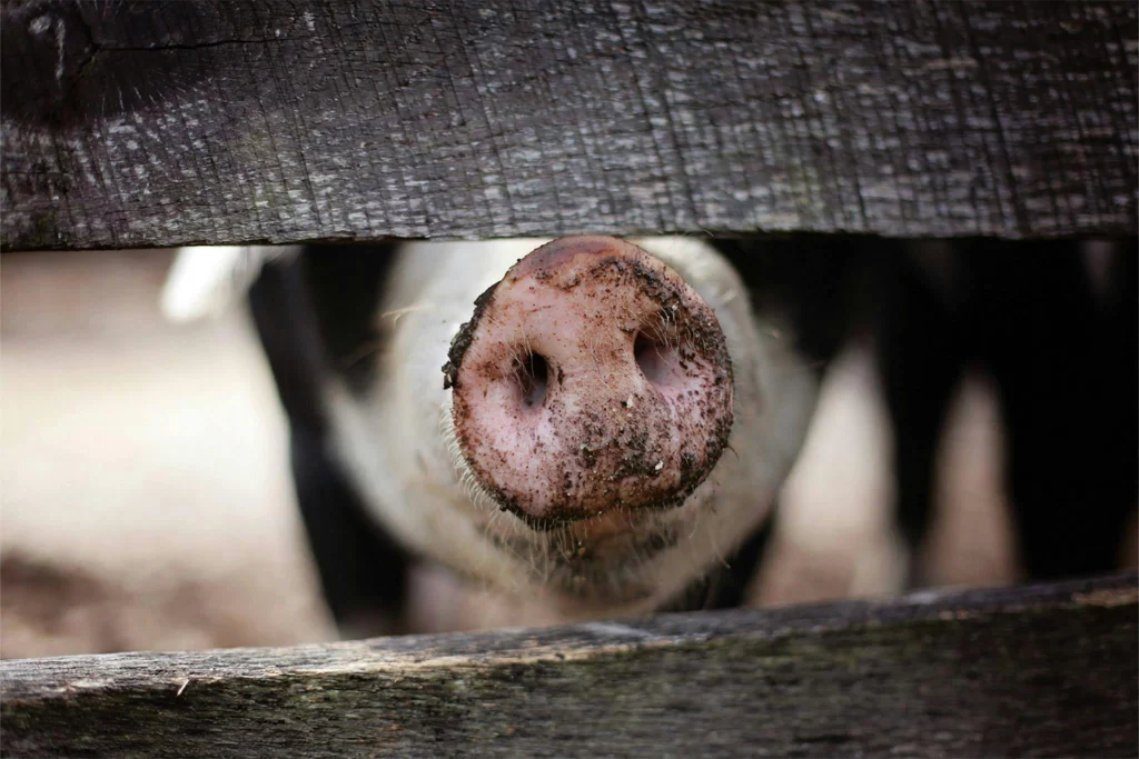 cochon sale